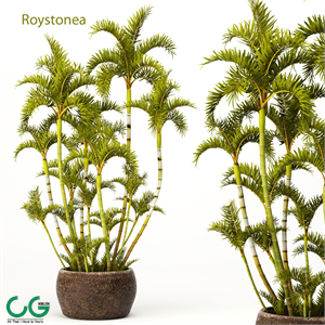 Roystonea